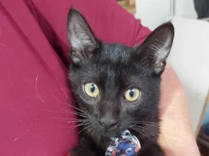 Cachorro raça Srd idade 2 a 6 meses nome Tom