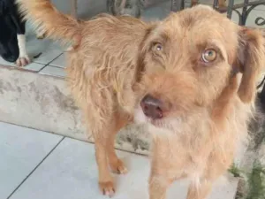 Cachorro raça Srd idade 2 anos nome Floquinho