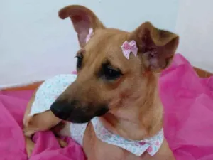 Cachorro raça Srd  idade 2 anos nome Frida