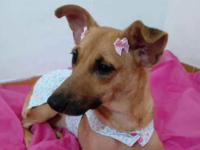 Cachorro ra a Srd  idade 2 anos nome Frida