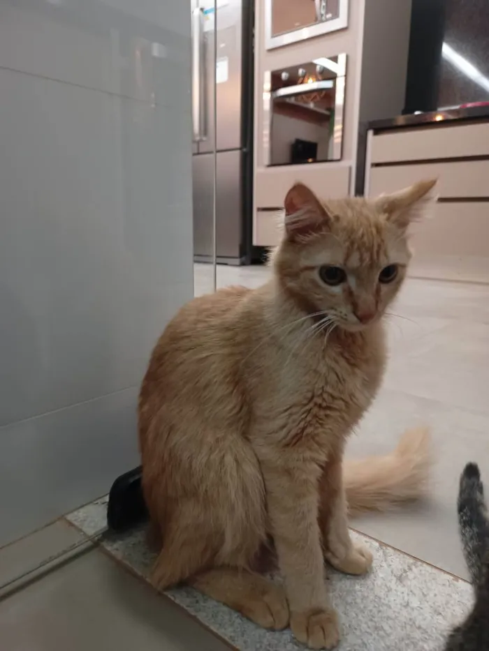 Gato ra a Não definida idade 7 a 11 meses nome Simba