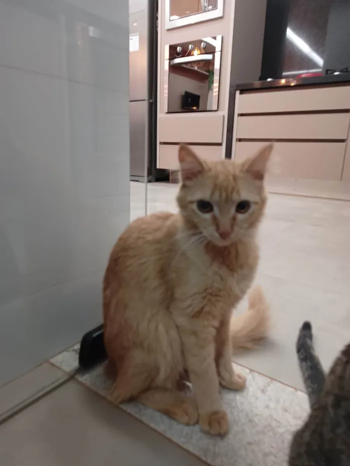 Gato ra a Não definida idade 7 a 11 meses nome Simba