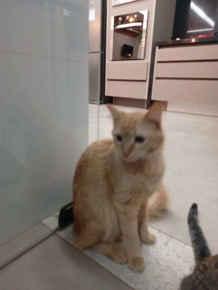 Gato ra a Não definida idade 7 a 11 meses nome Simba