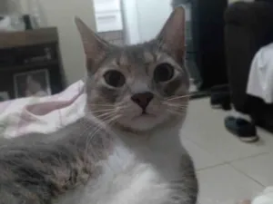 Gato raça Comum  idade 2 anos nome Nino