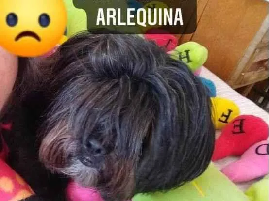 Cachorro ra a Mestiça Shitzu  idade 3 anos nome Arlequina 