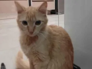 Gato raça Não definida idade 7 a 11 meses nome Simba