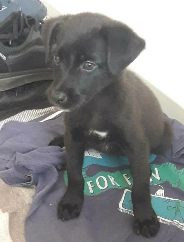 Cachorro raça vira-lata idade 2 a 6 meses nome Não temos um nome