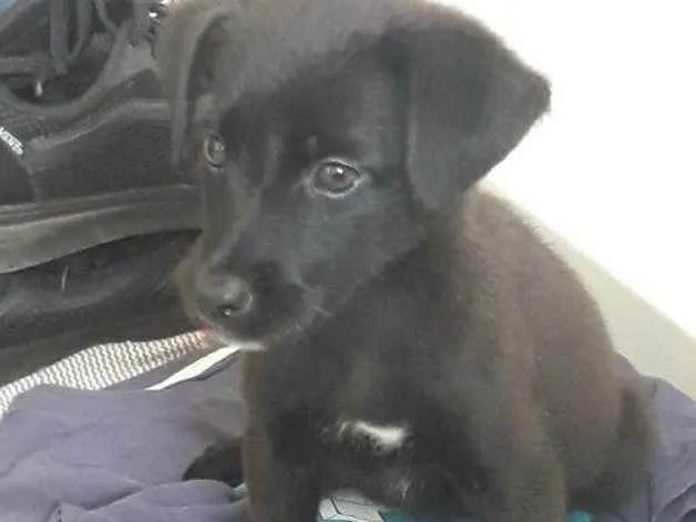 Cachorro raça vira-lata idade 2 a 6 meses nome Não temos um nome
