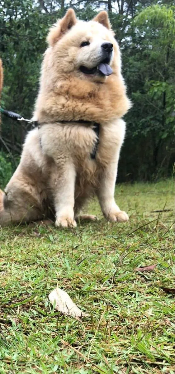 Cachorro ra a Chow chow idade 1 ano nome Gordao