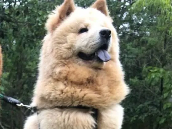 Cachorro ra a Chow chow idade 1 ano nome Gordao