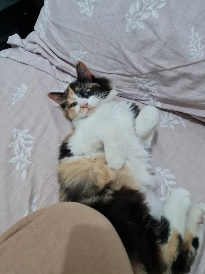 Gato raça  idade 7 a 11 meses nome Mel