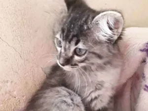 Gato raça SRD idade 2 a 6 meses nome FOFA