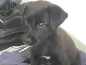 Cachorro raça vira-lata idade 2 a 6 meses nome Não temos um nome