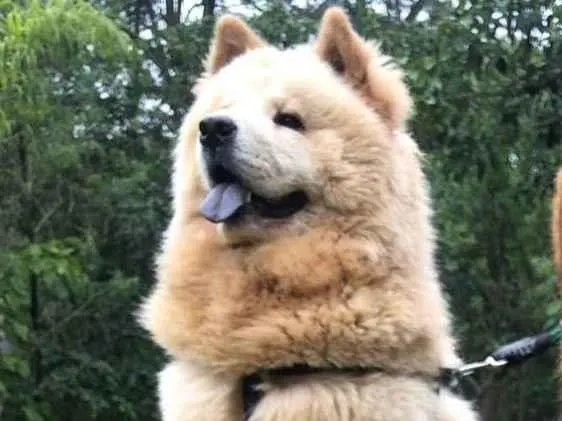 Cachorro ra a Chow chow idade 1 ano nome Gordao