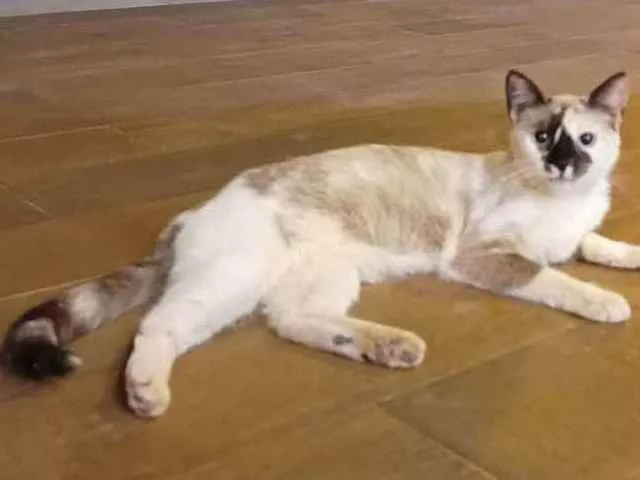 Gato ra a Não definida idade 7 a 11 meses nome Isaura