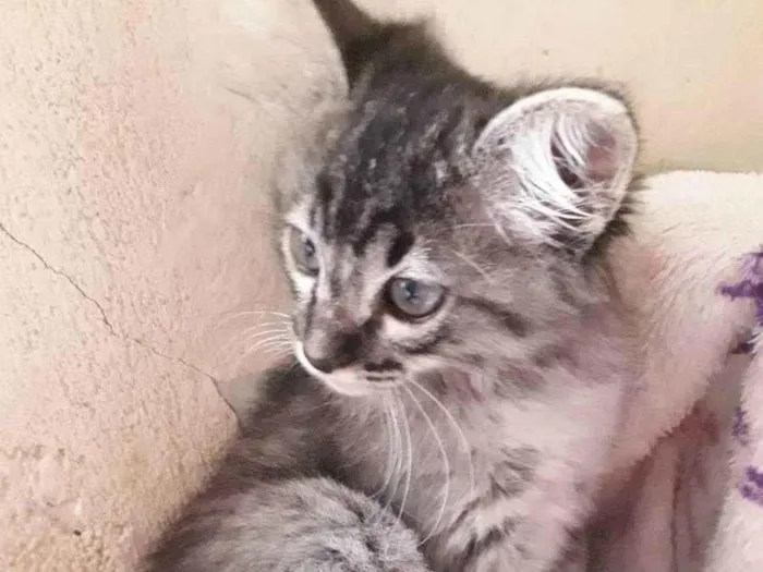 Gato raça SRD idade 2 a 6 meses nome FOFA