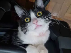 Gato raça  idade 1 ano nome Lady