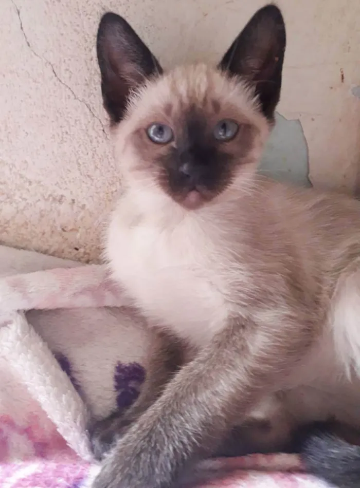 Gato raça SRD idade 2 a 6 meses nome CELINE