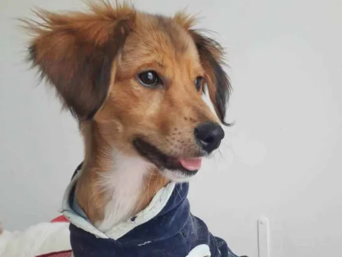 Cachorro raça SRD idade 2 a 6 meses nome REBEKA