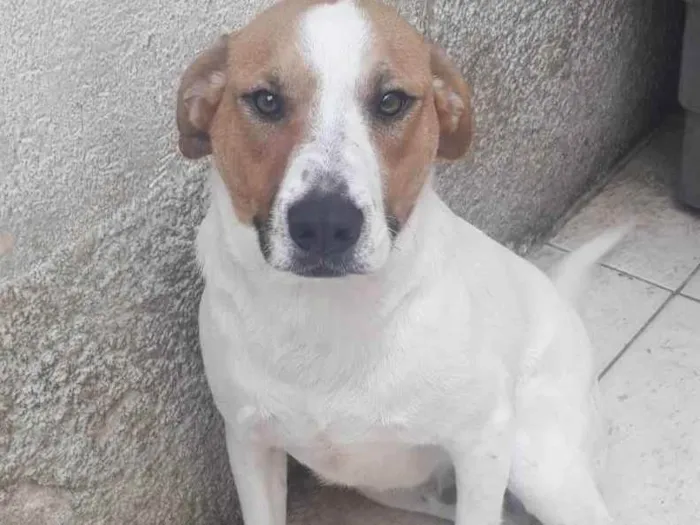 Cachorro raça SRD idade 1 ano nome DOM