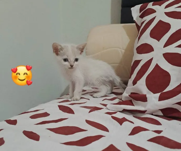 Gato ra a Comum idade 2 a 6 meses nome Eloin