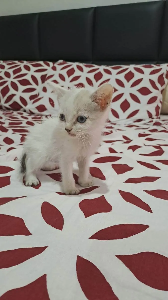 Gato ra a Comum idade 2 a 6 meses nome Eloin