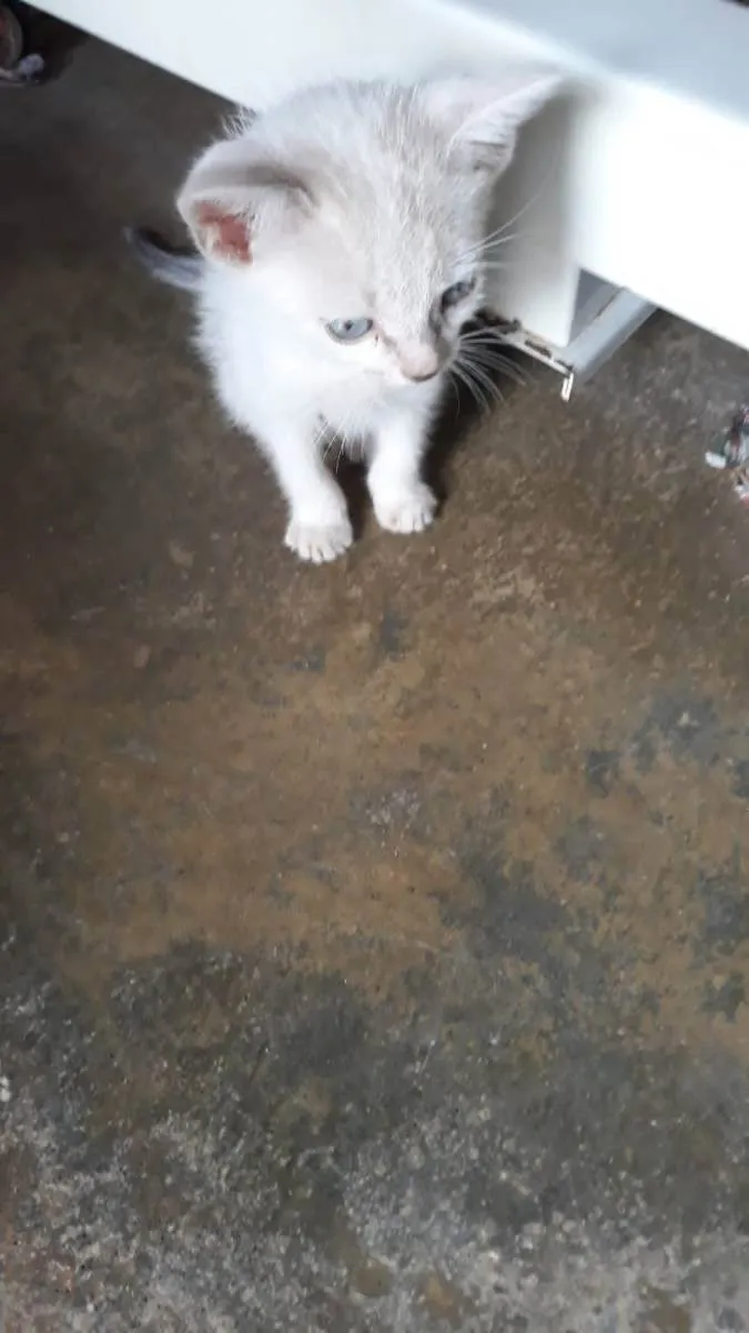 Gato ra a Comum idade 2 a 6 meses nome Eloin