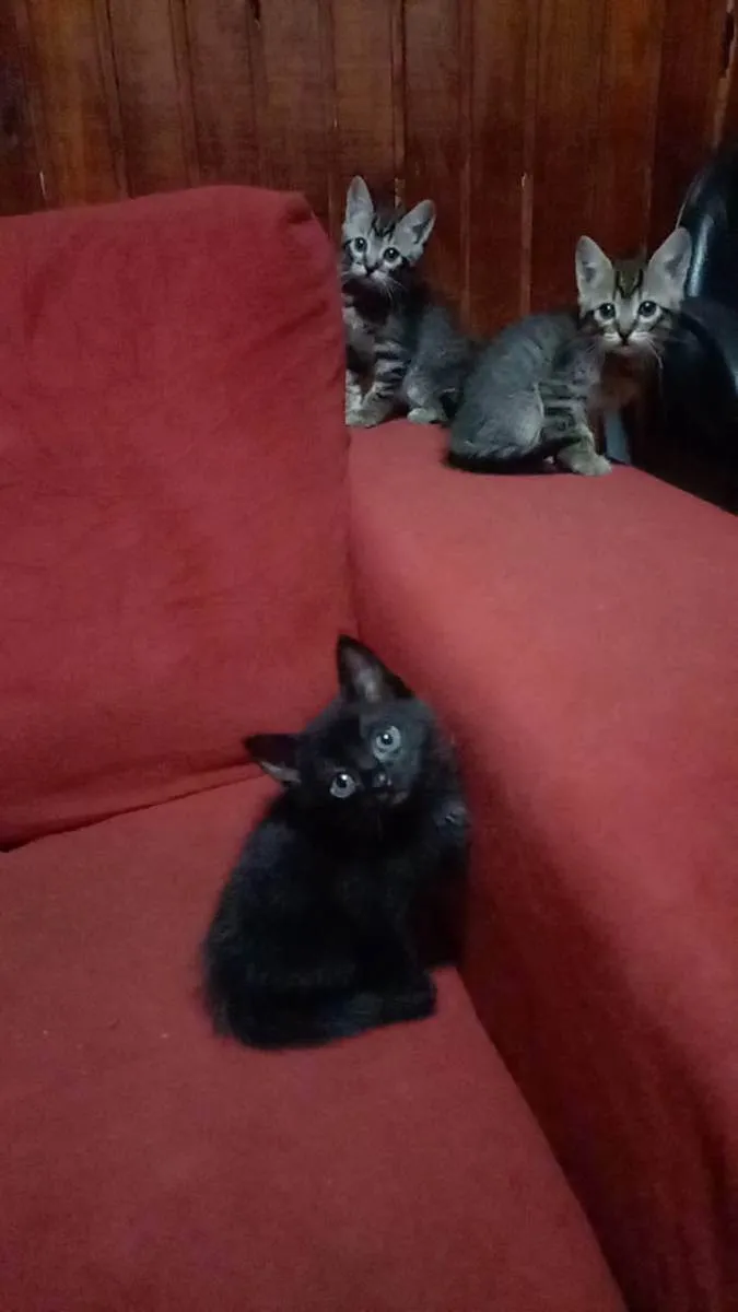 Gato ra a Não sei informar  idade Abaixo de 2 meses nome Não possui nome