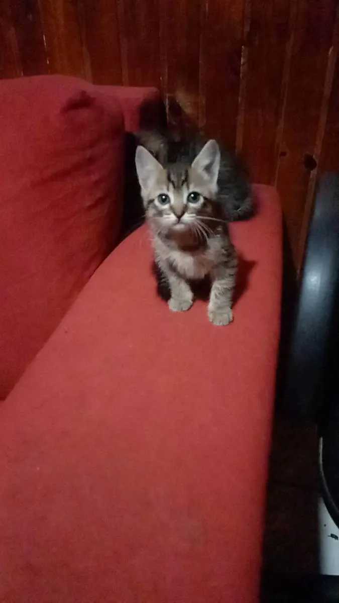 Gato ra a Não sei informar  idade Abaixo de 2 meses nome Não possui nome
