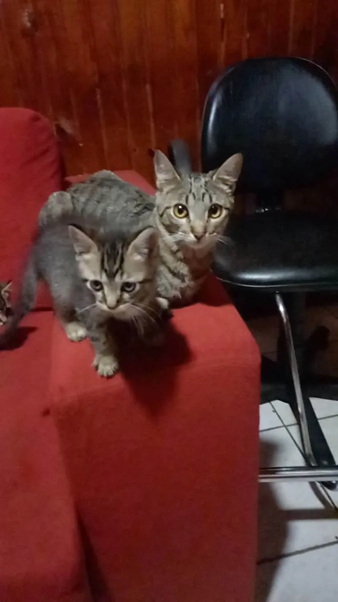 Gato ra a Não sei informar  idade Abaixo de 2 meses nome Não possui nome