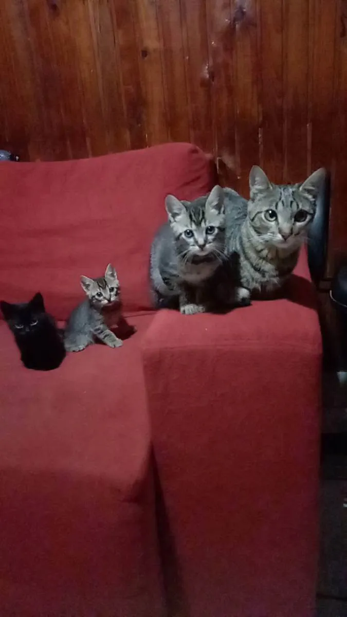 Gato ra a Não sei informar  idade Abaixo de 2 meses nome Não possui nome