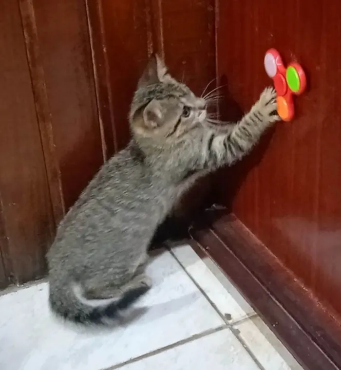Gato ra a Não sei informar  idade Abaixo de 2 meses nome Não possui nome
