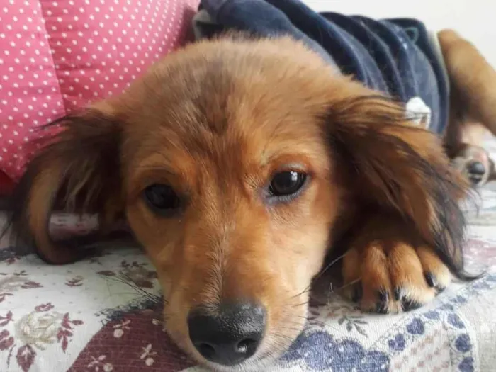 Cachorro raça SRD idade 2 a 6 meses nome REBEKA