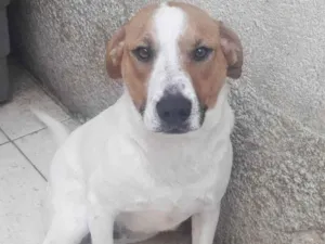 Cachorro raça SRD idade 1 ano nome DOM