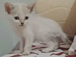 Gato raça Comum idade 2 a 6 meses nome Eloin