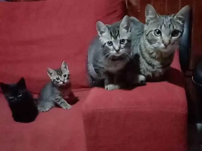 Gato ra a Não sei informar  idade Abaixo de 2 meses nome Não possui nome