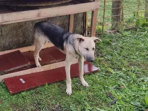 Cachorro ra a  idade 2 a 6 meses nome Duck