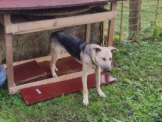 Cachorro ra a  idade 2 a 6 meses nome Duck