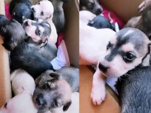 Cachorro raça Vira lata  idade Abaixo de 2 meses nome 10 filhotes