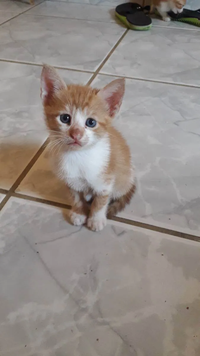 Gato raça SRD idade Abaixo de 2 meses nome Não tem nome 