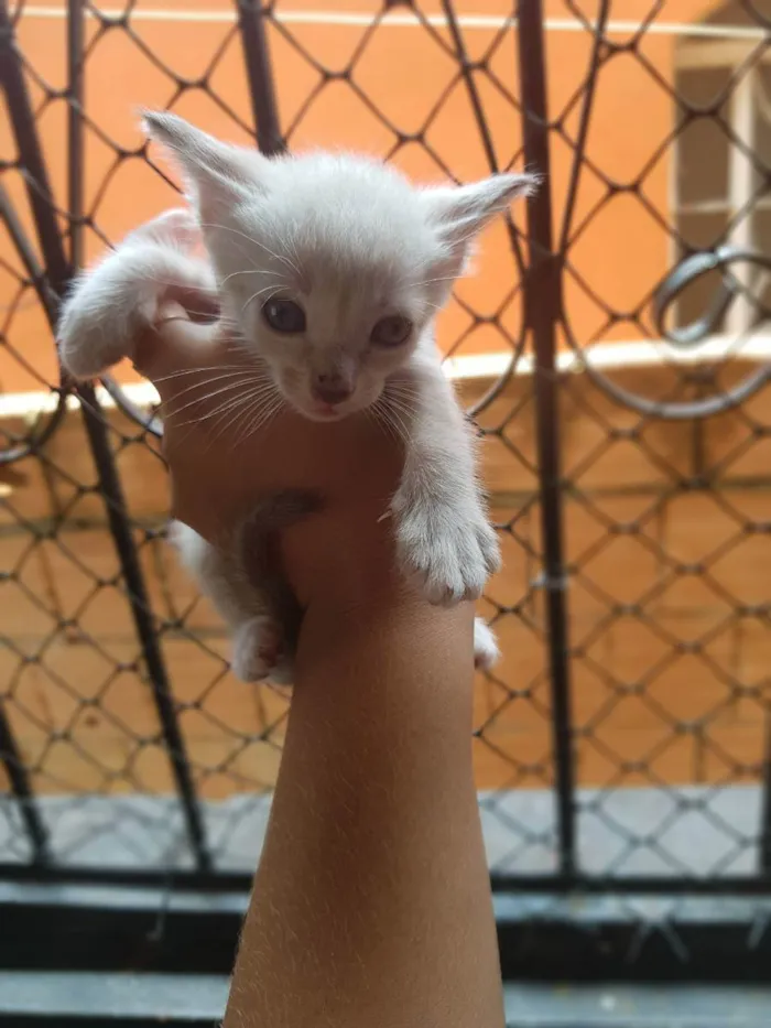 Gato ra a Siamês e sem raça  idade Abaixo de 2 meses nome Sem nome 