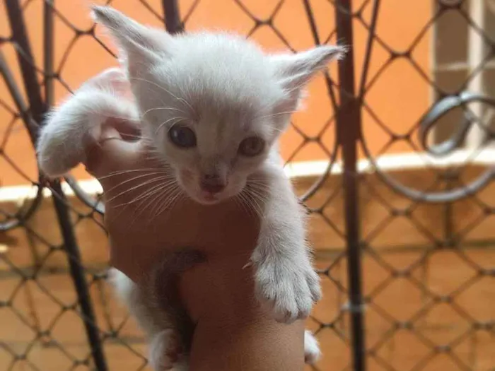 Gato ra a Siamês e sem raça  idade Abaixo de 2 meses nome Sem nome 