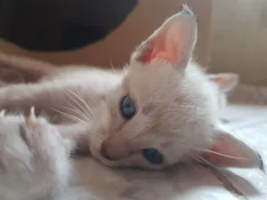 Gato raça Siamês e sem raça  idade Abaixo de 2 meses nome Sem nome 