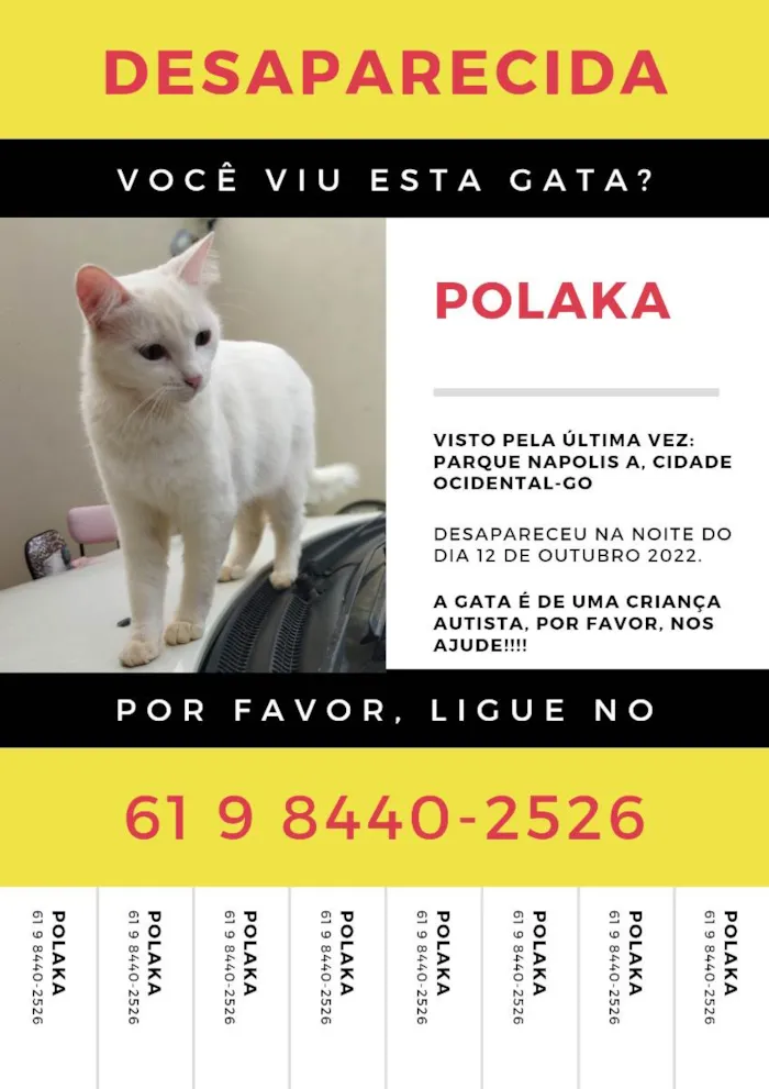 Gato ra a Sem raça  idade 2 a 6 meses nome Polaka