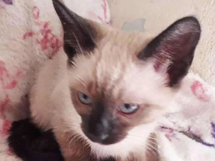 Gato raça SRD idade 2 a 6 meses nome CELINE