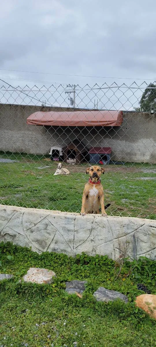 Cachorro raça Srd idade 2 anos nome HULK