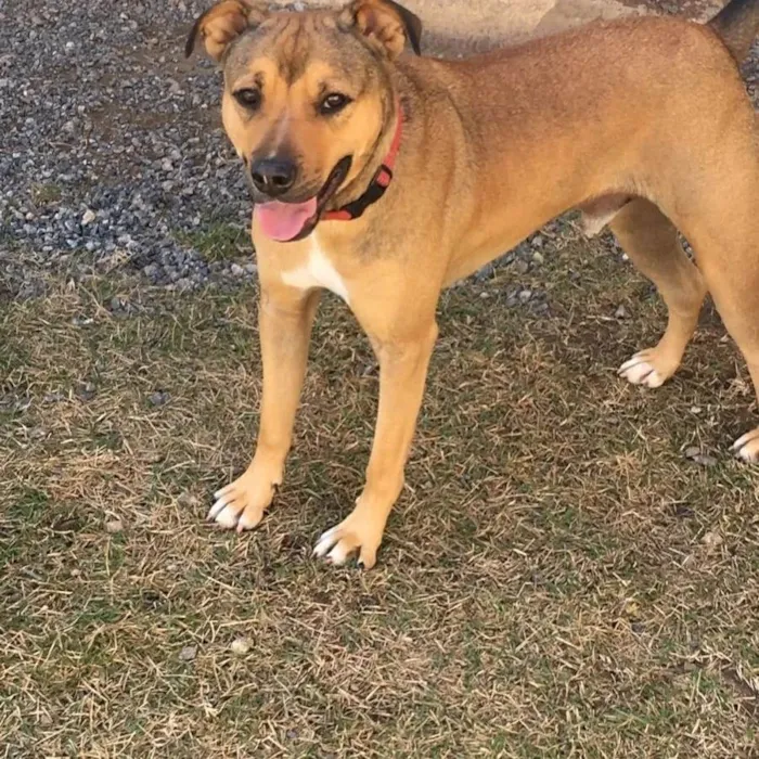 Cachorro raça Srd idade 2 anos nome HULK