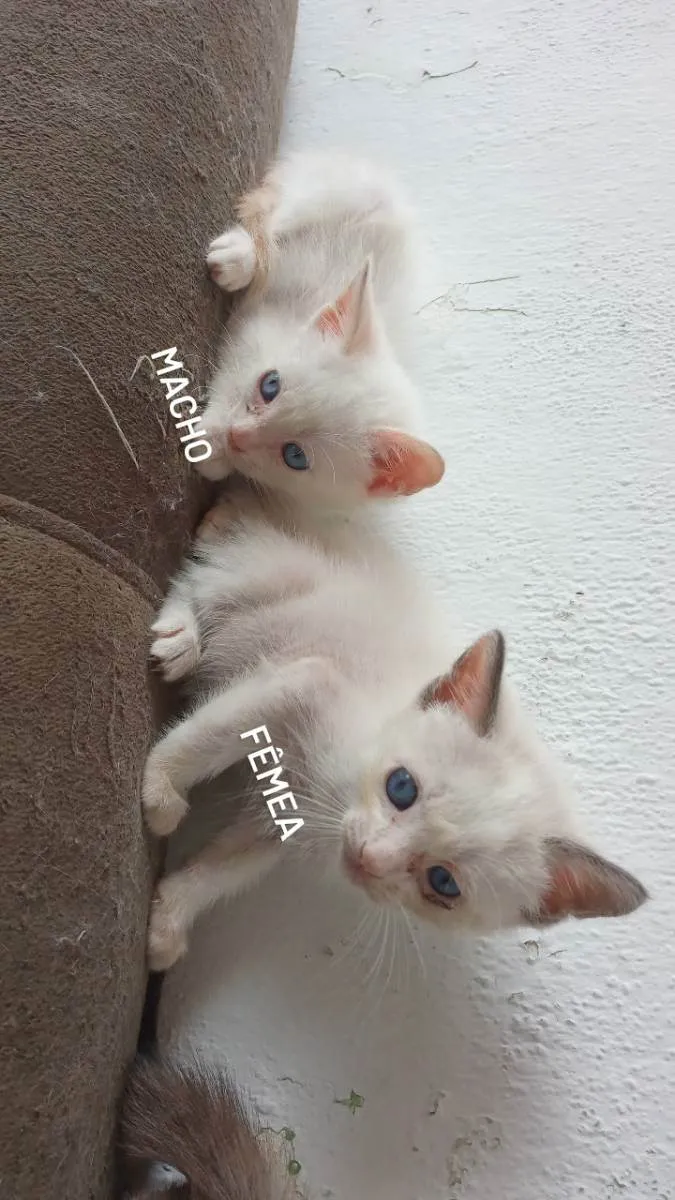 Gato ra a Siamês  idade 2 a 6 meses nome Ainda sem nomes 