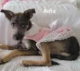 Cachorro raça Srd idade 2 a 6 meses nome BELLA