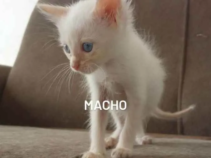 Gato ra a Siamês  idade 2 a 6 meses nome Ainda sem nomes 